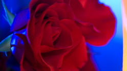 Rose - Blue Flash